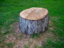 Best Tree Disease Treatment  in North Zanesville, OH