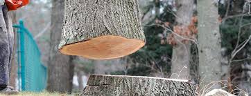 Best Commercial Tree Services  in North Zanesville, OH