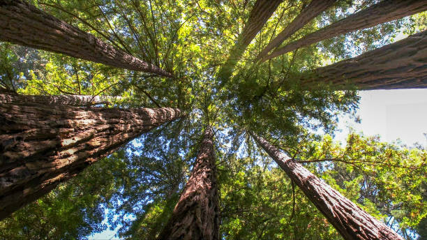 Best Arborist Consultation Services  in North Zanesville, OH