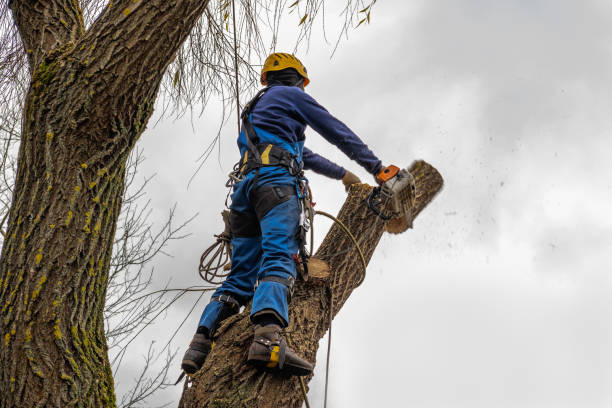 Best Tree Mulching  in North Zanesville, OH
