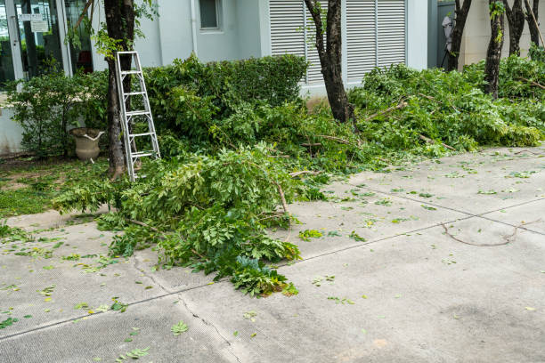 Best Fruit Tree Pruning  in North Zanesville, OH