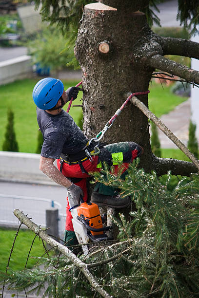 Best Lawn Disease Treatment  in North Zanesville, OH