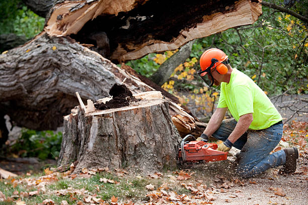 Best Storm Damage Tree Cleanup  in North Zanesville, OH