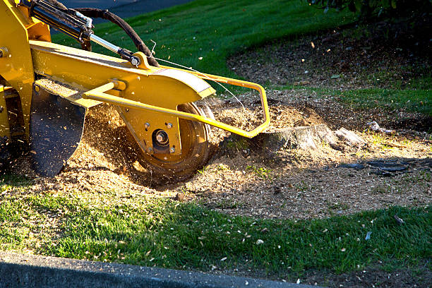 Best Sod Installation  in North Zanesville, OH