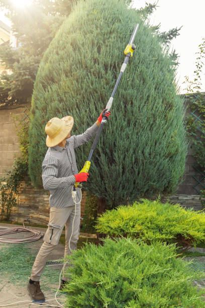 Lawn Renovation and Restoration in North Zanesville, OH