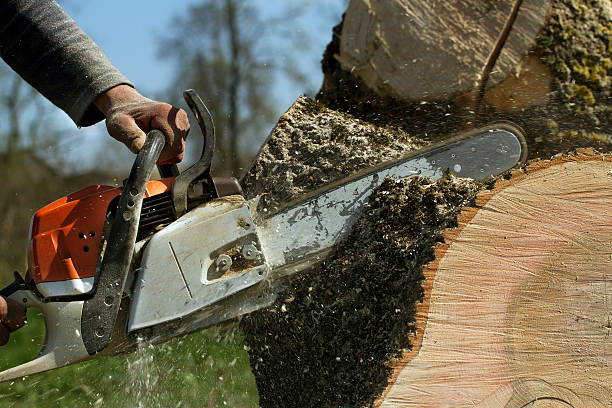Best Tree Maintenance Programs  in North Zanesville, OH